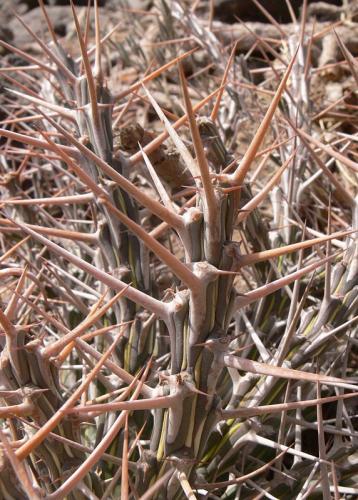 Euphorbia-kalisana-Marsabit-severne-GPS173-Kenya-2012 PV0918