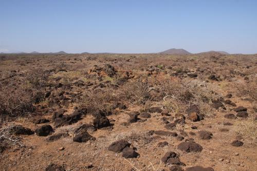 Euphorbia-kalisana-Marsabit-severne-Kenya-2014-Christian-IMG 1914