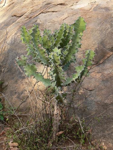 Euphorbia-magnicapsula-Ghazi-GPS163-Kenya-2012 PV0239