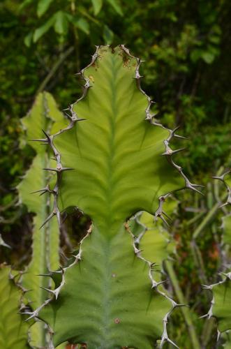 Euphorbia-magnicapsula-Ghazi-Kenya-2014 0126