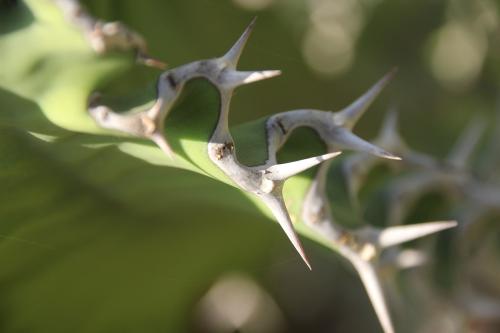 Euphorbia-magnicapsula-Sagala-Kenya-2014-Christian-IMG 4353