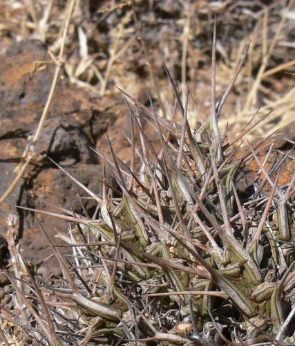 Euphorbia-marsabitensis-Marsabit-Gof-Choba-GPS170-Kenya-2012 PV0595