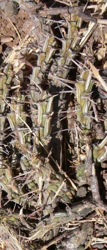 Euphorbia-marsabitensis-Marsabit-Gof-Choba-GPS170-Kenya-2012 PV0600-vyrez