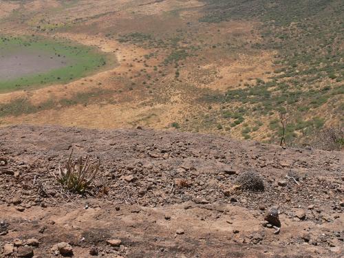 Euphorbia-marsabitensis-Marsabit-Gof-Choba-GPS170-Kenya-2012 PV0614