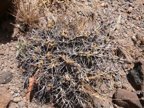 Euphorbia-marsabitensis-Marsabit-Gof-Choba-GPS170-Kenya-2012 PV0692