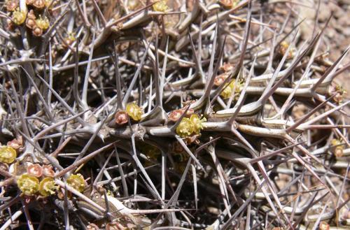 Euphorbia-marsabitensis-Marsabit-Gof-Choba-GPS170-Kenya-2012 PV0693