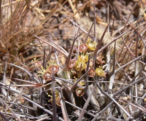 Euphorbia-marsabitensis-Marsabit-Gof-Choba-GPS170-Kenya-2012 PV0694