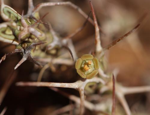 Euphorbia-marsabitensis-PV2678-Marsabit-Catholic-Mission-Kenya-2014-Christian-IMG 3454