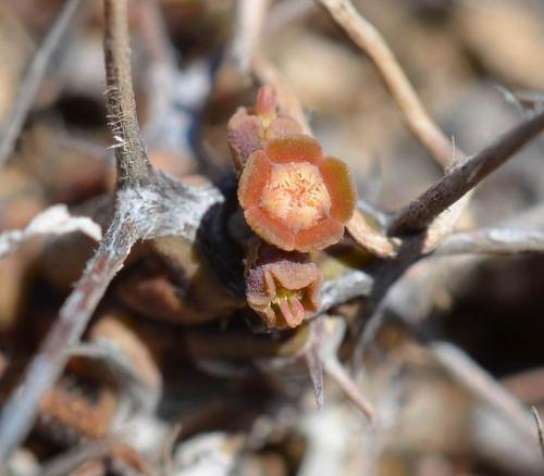 Euphorbia-marsabitensis-PV2678-Marsabit-Gof-Choba-GPS170-Kenya-2014 0615