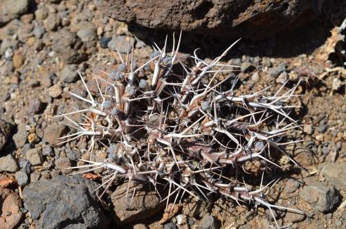 Euphorbia-marsabitensis-PV2678-Marsabit-Gof-Choba-GPS170-Kenya-2014 0628