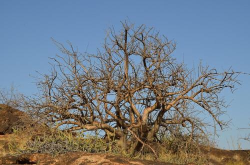 Euphorbia-petraea-PV2697-Sesamothamnus-sp-PV2698-Sololo-to-Makutani-GPS176-Kenya-2014 1168