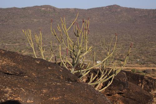 Euphorbia-petraea-PV2697-Sololo-to-Makutani-GPS176-Kenya-2014-Christian-IMG 2932