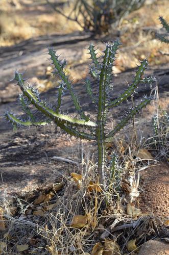 Euphorbia-petraea-PV2697-Sololo-to-Makutani-GPS176-Kenya-2014 1163