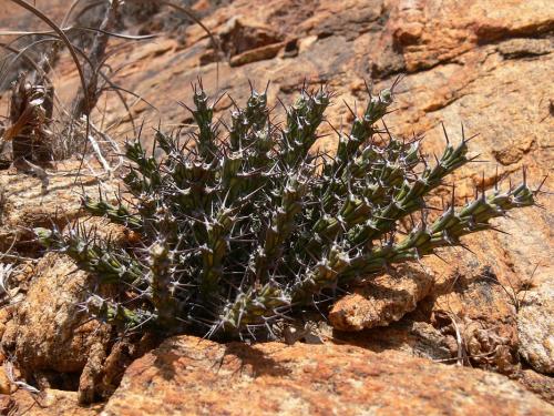 Euphorbia-petricola-Voi-zapadne-GPS164-Kenya-2012 PV0297