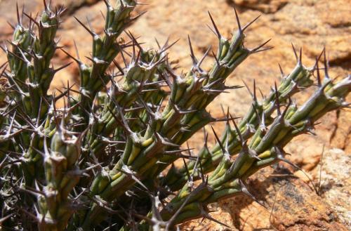 Euphorbia-petricola-Voi-zapadne-GPS164-Kenya-2012 PV0298