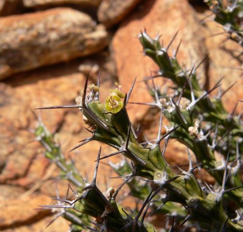 Euphorbia-petricola-Voi-zapadne-GPS164-Kenya-2012 PV0303