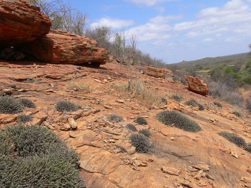 Euphorbia-petricola-Voi-zapadne-GPS164-Kenya-2012 PV0306