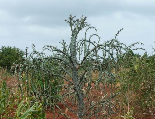 Euphorbia-robecchi-Kenya-2012-Kazungu-P1030050