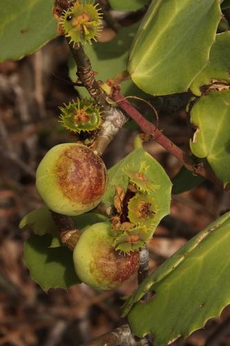 Euphorbia-scheffleri-Ghazi-Kenya-2014-Christian-IMG 1517