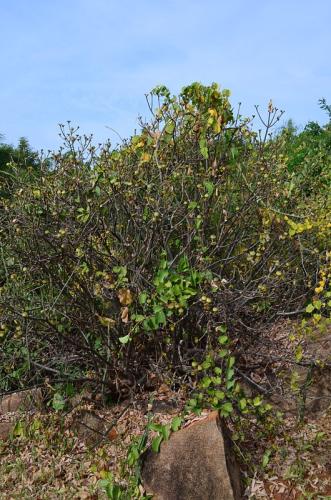 Euphorbia-scheffleri-Ghazi-Kenya-2014 0180