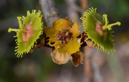 Euphorbia-scheffleri-Ghazi-Kenya-2014 0183vyrez