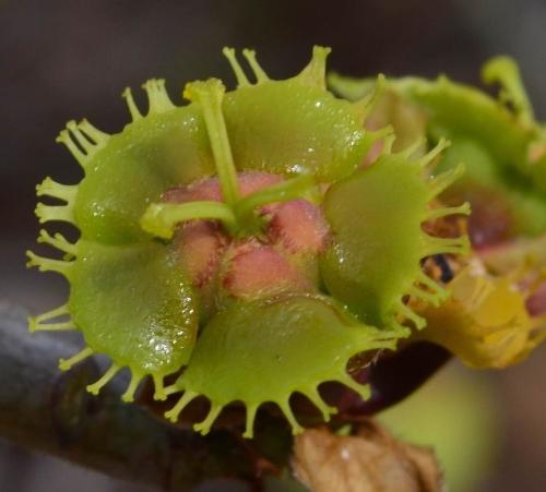 Euphorbia-scheffleri-Ghazi-Kenya-2014 0184