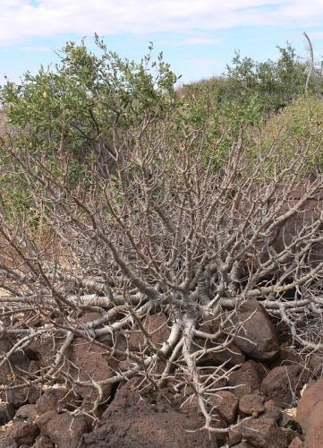 Euphorbia-scheffleri-Marsabit-SZ-GPS180-Kenya-2012 PV1123