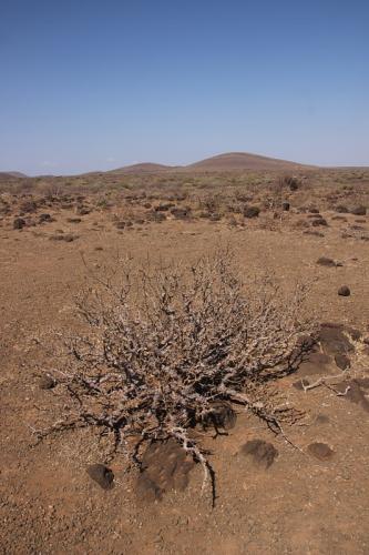 Euphorbia-scheffleri-Marsabit-severne-Kenya-2014-Christian-IMG 1958