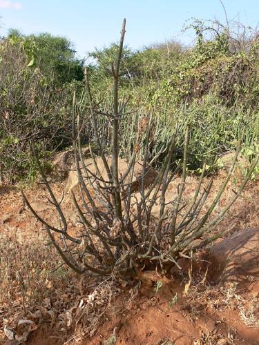 Euphorbia-scheffleri-PV2476-Ghazi-GPS163-Kenya-2012 PV0236