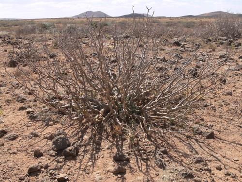 Euphorbia-scheffleri-PV2503-Marsabit-severne-GPS173-Kenya-2012 PV0947