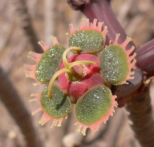 Euphorbia-scheffleri-PV2503-Marsabit-severne-GPS173-Kenya-2012 PV0957vyrez