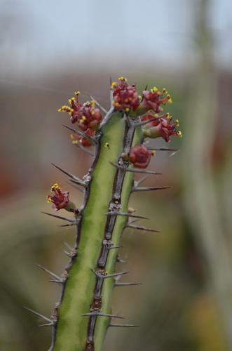 Euphorbia-serendipita-Meise-Bot-garden-2014 05 08-DSC 0101