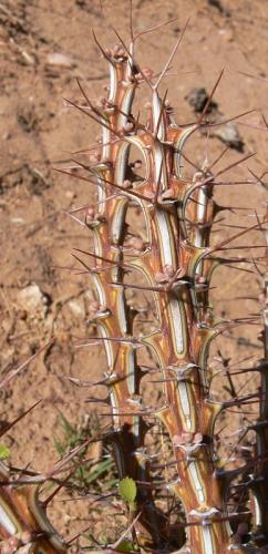 Euphorbia-sp-Archers-Post-Archers-Post-GPS181-Kenya-2012 PV1269