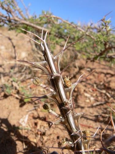 Euphorbia-sp-Archers-Post-Archers-Post-GPS181-Kenya-2012 PV1280