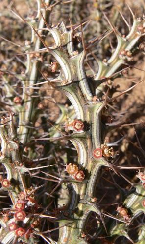 Euphorbia-sp-Archers-Post-Archers-Post-GPS181-Kenya-2012 PV1286