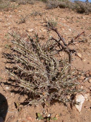 Euphorbia-sp-Archers-Post-Archers-Post-GPS181-Kenya-2012 PV1292