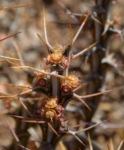 Euphorbia-sp-Archers-Post-Archers-Post-severne-GPS166-Kenya-2014 0395