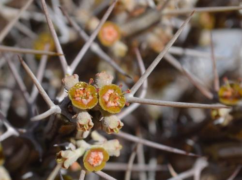 Euphorbia-sp-Archers-Post-PV2706-Archers-Post-Kenya-2014 0324-vyrez