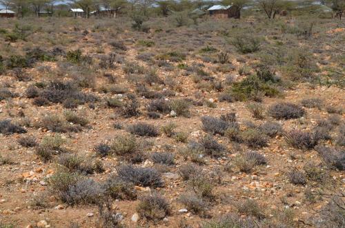 Euphorbia-sp-Archers-Post-PV2706-Archers-Post-Kenya-2014 0326