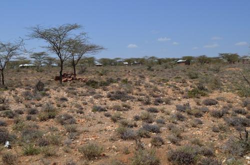 Euphorbia-sp-Archers-Post-PV2706-Archers-Post-Kenya-2014 0327