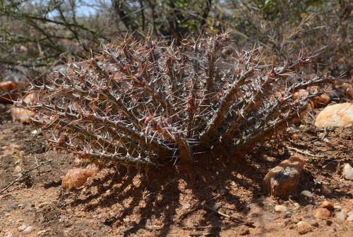 Euphorbia-sp-Archers-Post-PV2706-Archers-Post-Kenya-2014 0337