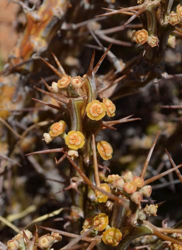 Euphorbia-sp-Archers-Post-PV2706-Archers-Post-Kenya-2014 0341