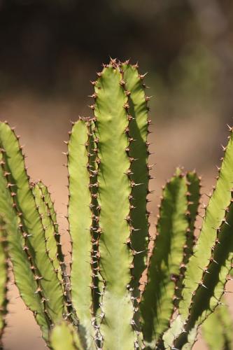 Euphorbia-sp-Kasigau-GPS183-Kenya-2014-Christian-IMG 4056