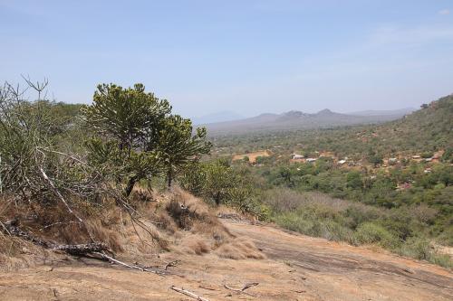 Euphorbia-sp-Kasigau-GPS183-Kenya-2014-Christian-IMG 4127