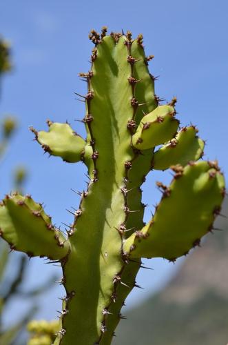 Euphorbia-sp-Kasigau-GPS183-Kenya-2014 1638