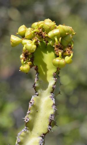 Euphorbia-sp-Kasigau-GPS183-Kenya-2014 1640