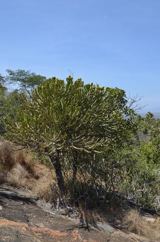 Euphorbia-sp-Kasigau-GPS183-Kenya-2014 1647