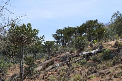 Euphorbia-sp-Kasigau-GPS183-Kenya-2014 1709