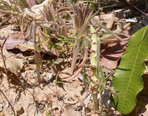 Euphorbia-sp-annual-PV2494-Kiritiri-GPS167-Kenya-2012 PV0421