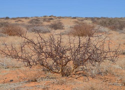 Euphorbia-sp-loupava-borka-Marsabit-28km-SZ-GPS178-v-2012-Kenya-2014 1380